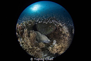 I'm the Supper Star./AKA Island, Okinawa,/ Canon 5D MarkI... by Yuping Chen 